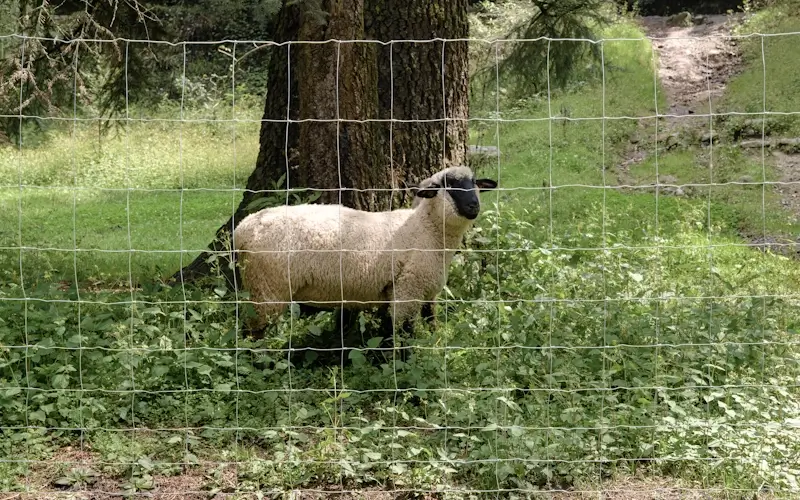 Imagen de Malla Graduada Borreguera DEACERO®